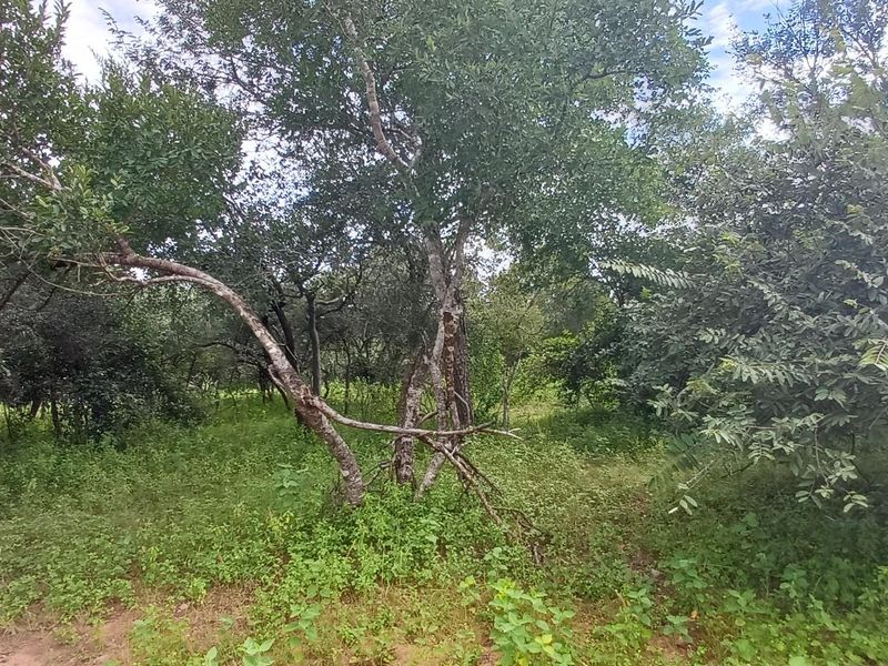 A view of the vacant residential land featuring established trees and natural vegetation cover.