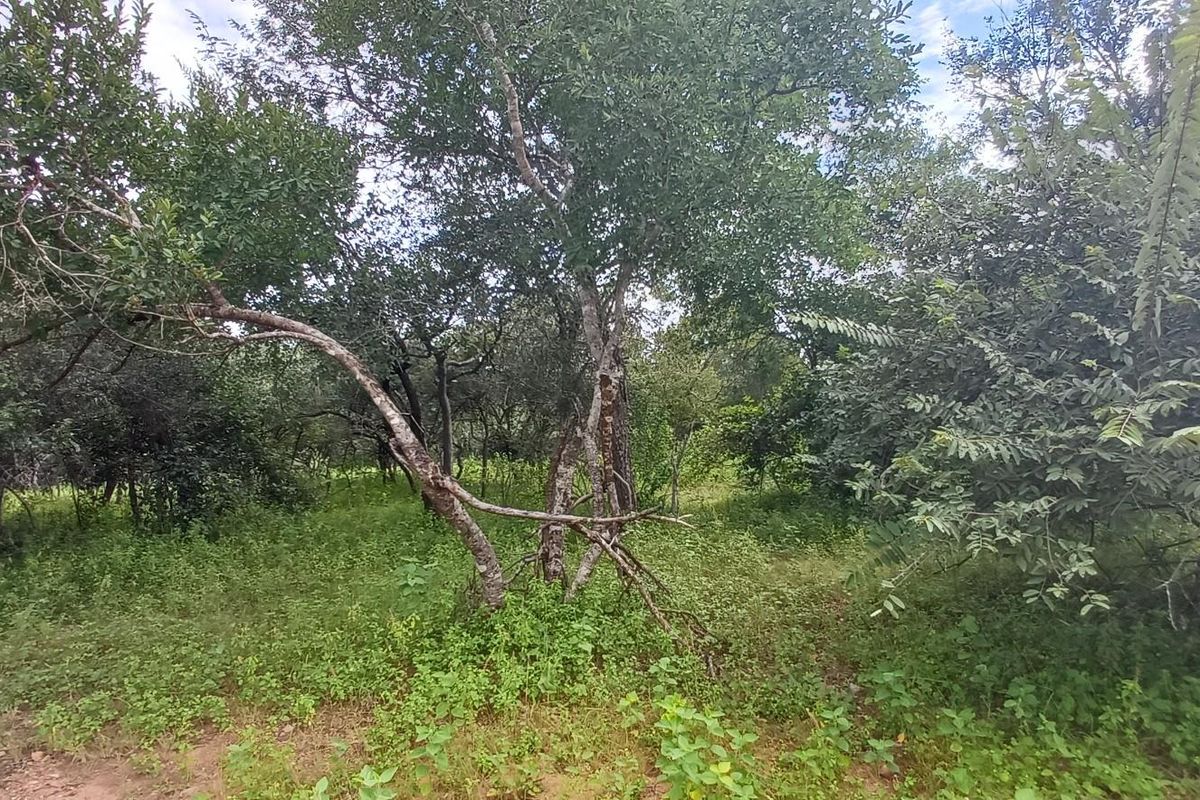 A view of the vacant residential land featuring established trees and natural vegetation cover.