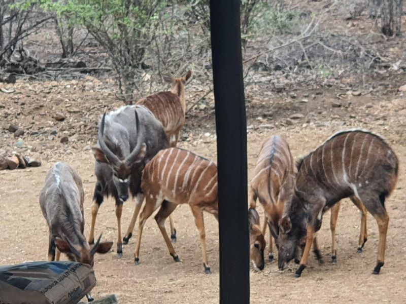 A warm, luxurious jewel of a Home available in Blyde Wildlife Estate - Photo 4