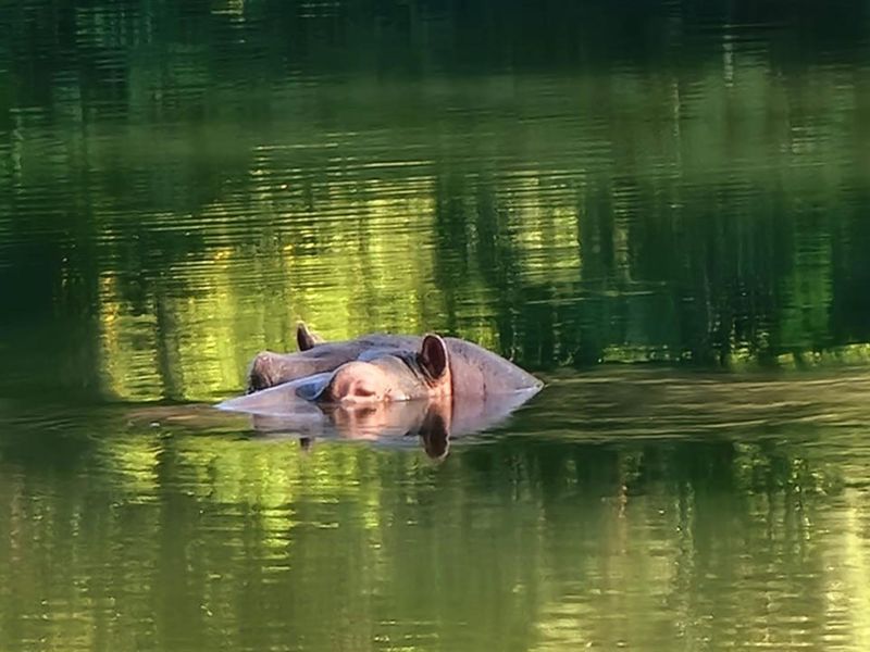 A warm, luxurious jewel of a Home available in Blyde Wildlife Estate - Photo 9