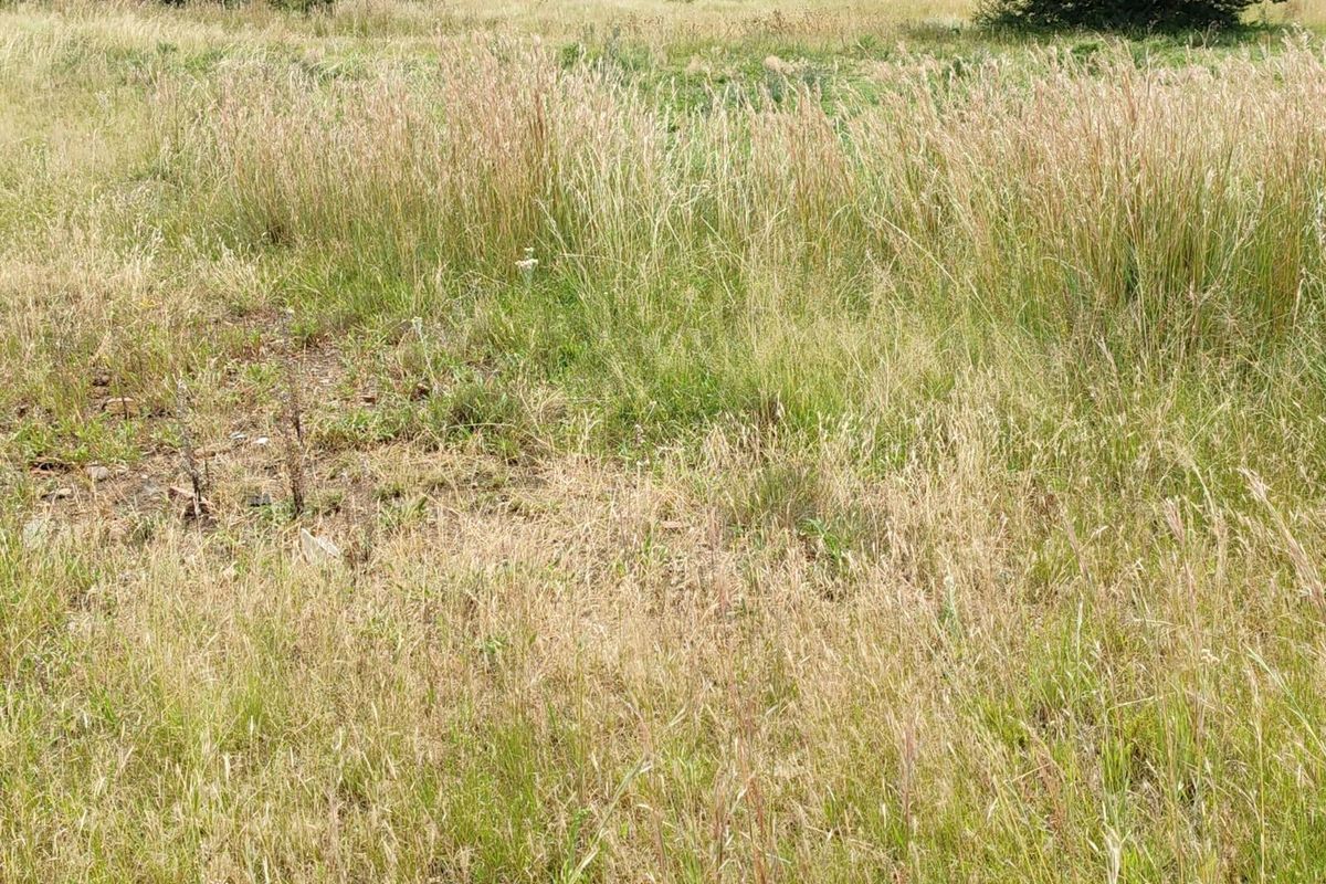 A view of the vacant residential land featuring natural grass coverage and mature trees in the background.