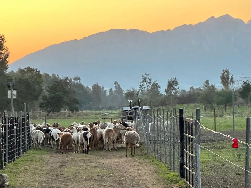 Farm For Sale in Tulbagh Rural, Tulbagh - Photo 3