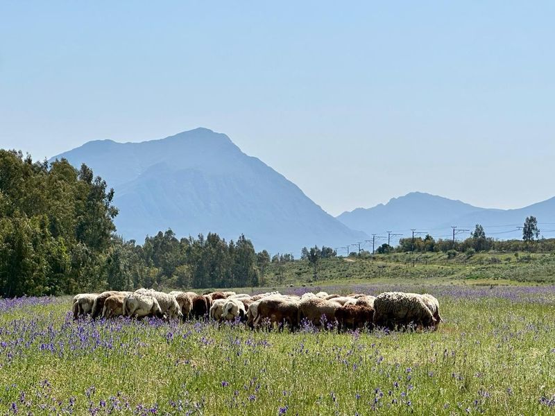 Farm For Sale in Tulbagh Rural, Tulbagh - Photo 2