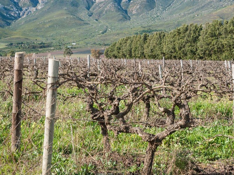 Farm For Sale in Tulbagh Rural, Tulbagh - Photo 6