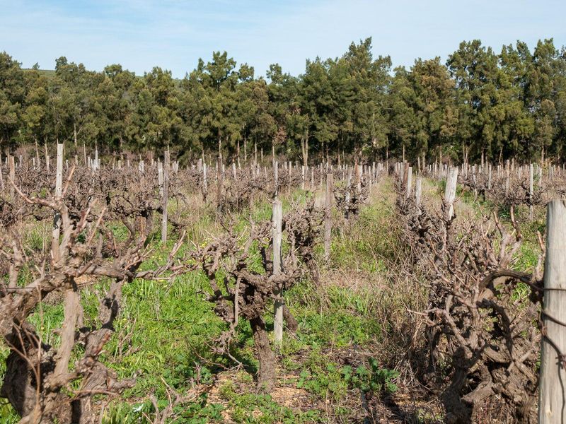 Farm For Sale in Tulbagh Rural, Tulbagh - Photo 7