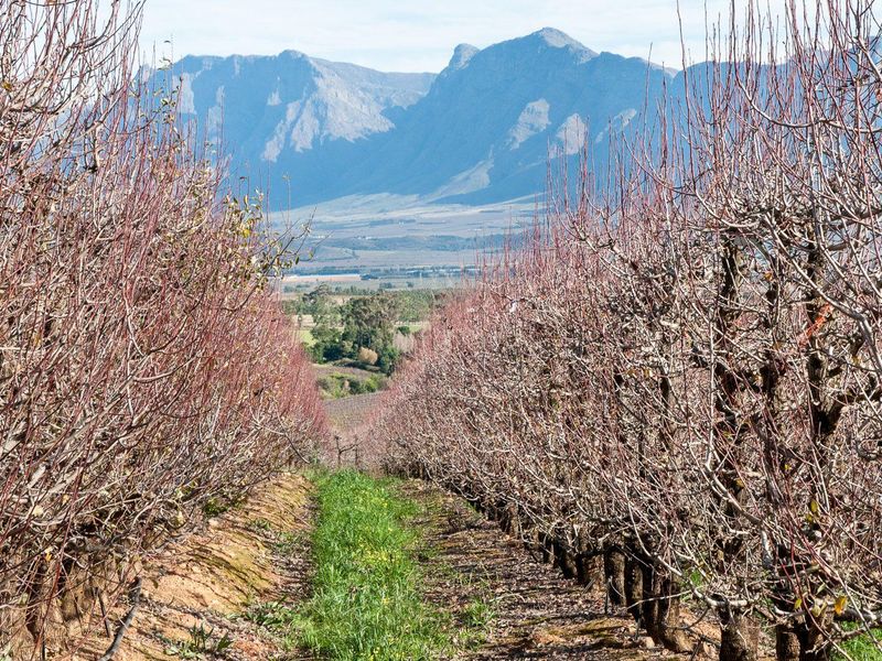Farm For Sale in Tulbagh Rural, Tulbagh - Photo 9
