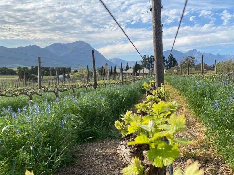 Farm For Sale in Tulbagh - Photo 4