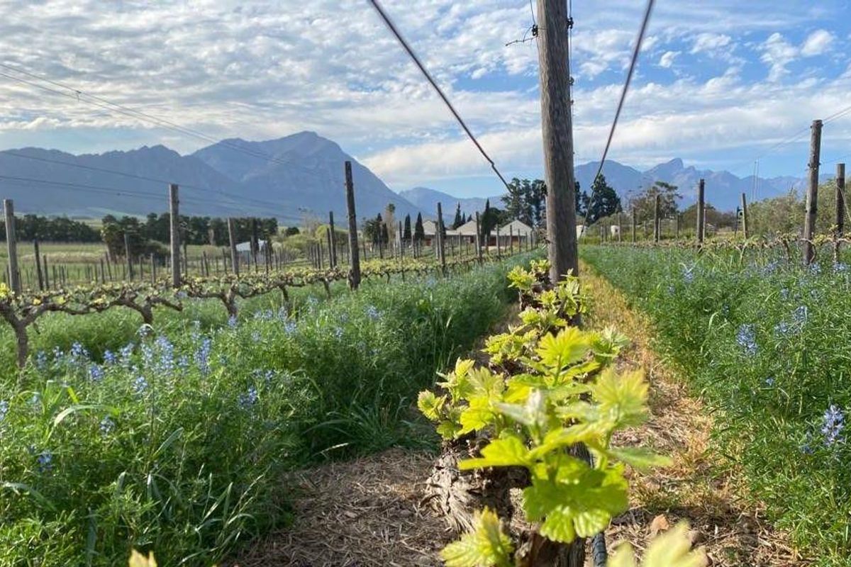 Farm For Sale in Tulbagh - Photo 4