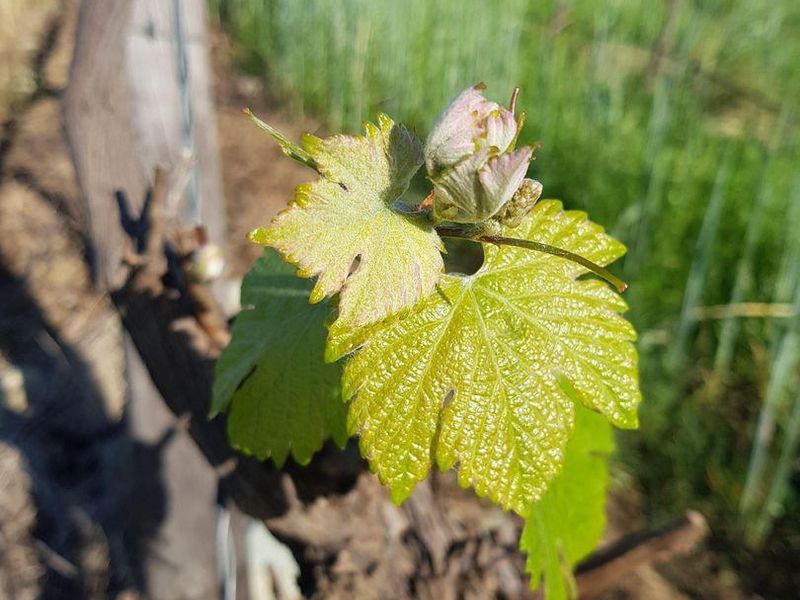 Farm For Sale in Tulbagh - Photo 3