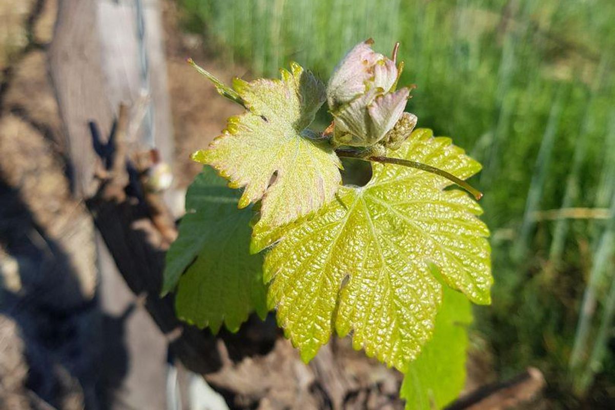 Farm For Sale in Tulbagh - Photo 3