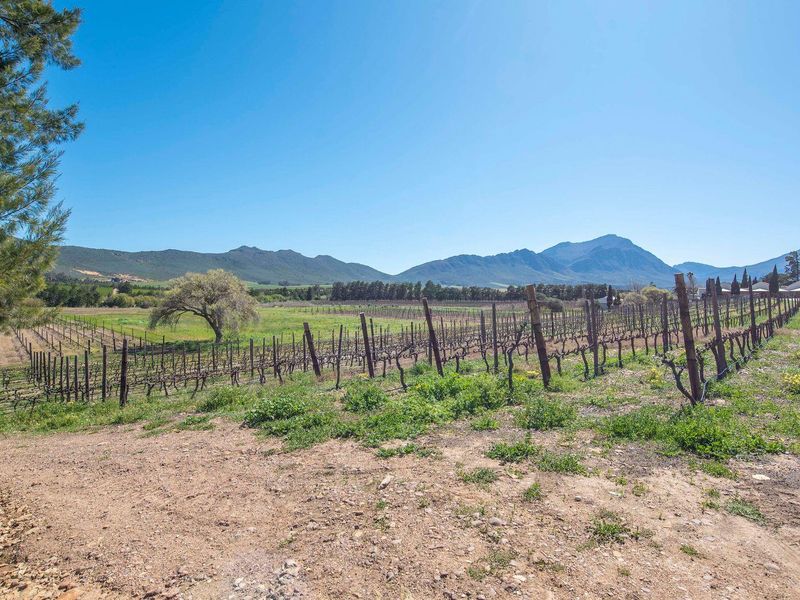 Farm For Sale in Tulbagh - Photo 6
