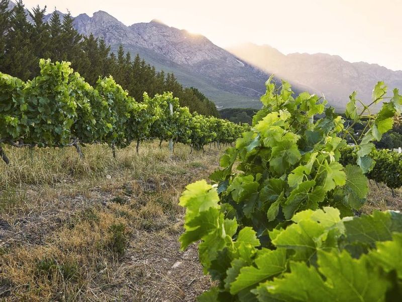 194-hectare estate offers a compelling combination of vineyard excellence and heritage significance - Photo 3