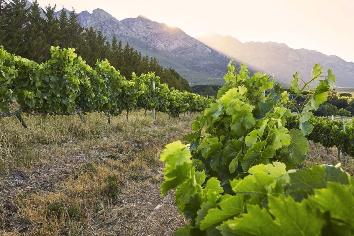 194-hectare estate offers a compelling combination of vineyard excellence and heritage significance - Photo 3