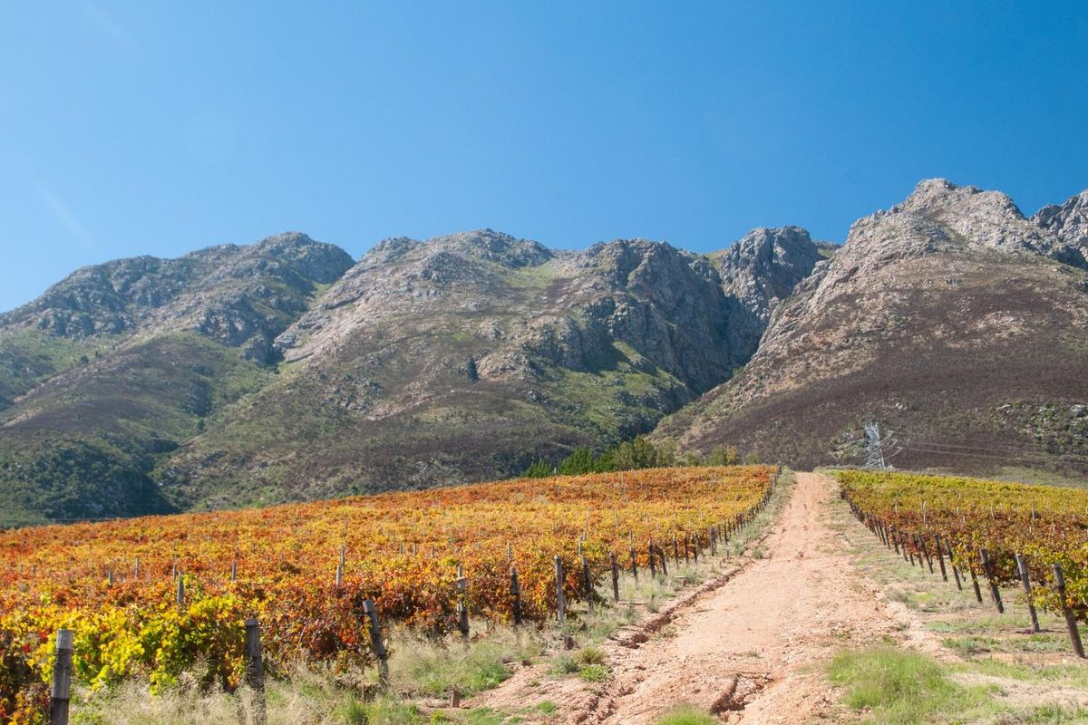 194-hectare estate offers a compelling combination of vineyard excellence and heritage significance - Photo 4