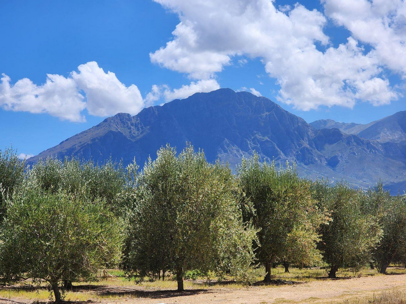 Farm For Sale in Tulbagh Rural, Tulbagh - Photo 5