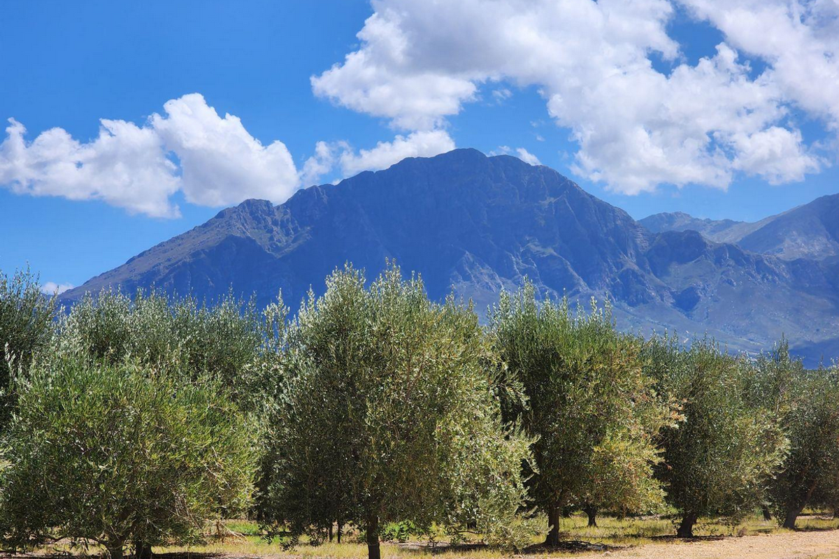 Farm For Sale in Tulbagh Rural, Tulbagh - Photo 5