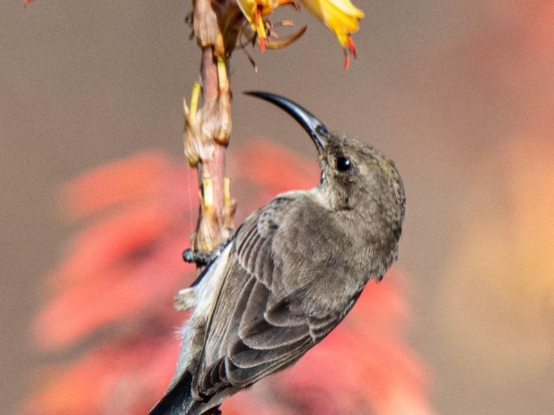 Mountain view vacant plot for sale in Blyde Wildlife Estate, Hoedspruit - Photo 9
