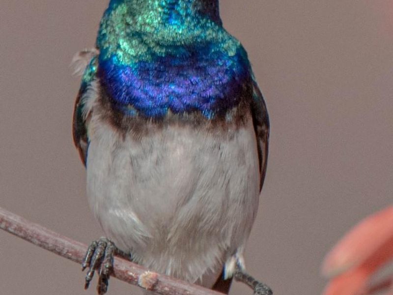 Mountain view vacant plot for sale in Blyde Wildlife Estate, Hoedspruit - Photo 7