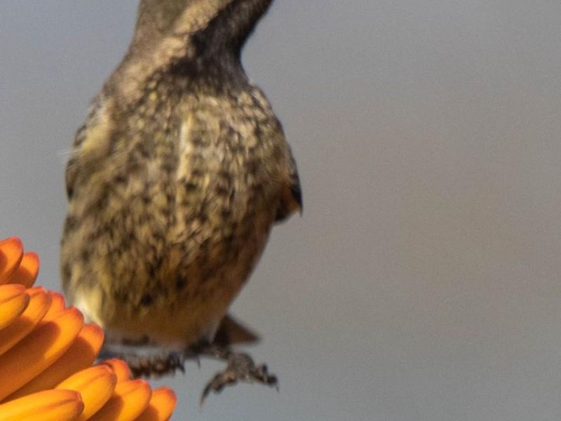 Mountain view vacant plot for sale in Blyde Wildlife Estate, Hoedspruit - Photo 6