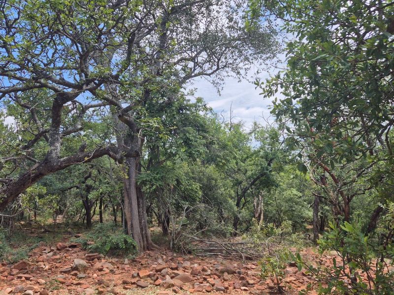 Vacant Land with Limpopo View  For Sale in Canyon Game Reserve, Hoedspruit - Photo 7