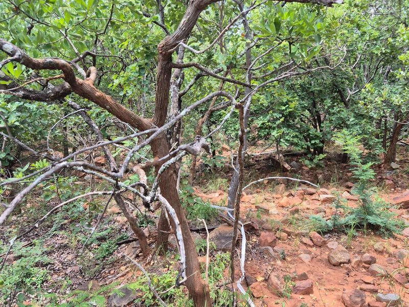 Vacant Land with Limpopo View  For Sale in Canyon Game Reserve, Hoedspruit - Photo 6