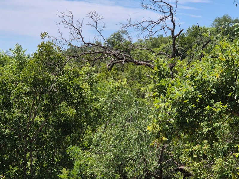 Vacant Land with Limpopo View  For Sale in Canyon Game Reserve, Hoedspruit - Photo 10