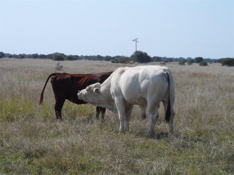 Expansive open grazing land featuring natural veld and pasture, suitable for livestock farming.