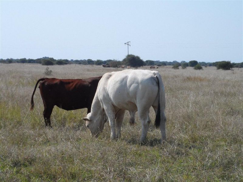 Expansive open grazing land on the farm, featuring natural pasture and distant utility infrastructure.