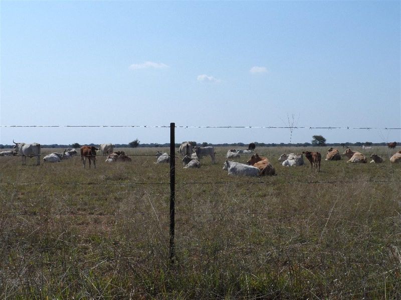A wide view of open grazing land on the farm, featuring established wire fencing and natural pasture.
