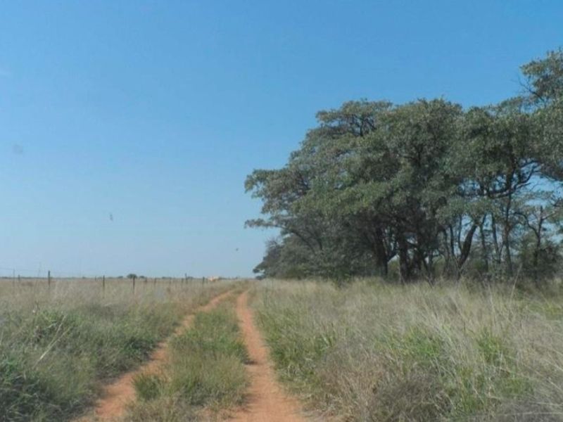 A view of the farm landscape featuring a dirt track, wire fencing, and mature indigenous trees under a clear blue sky.