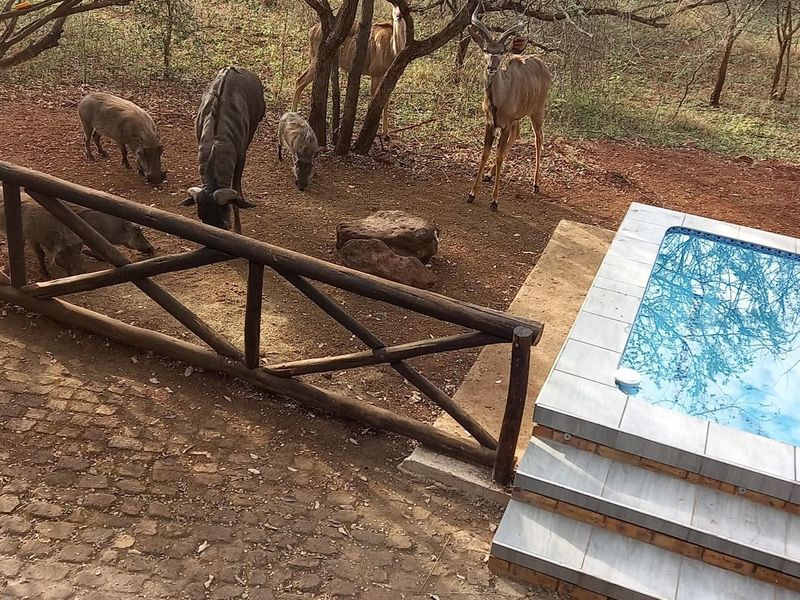 Outdoor pool area featuring a tiled plunge pool with steps, adjacent to a rustic timber fence and natural bushveld surroundings.
