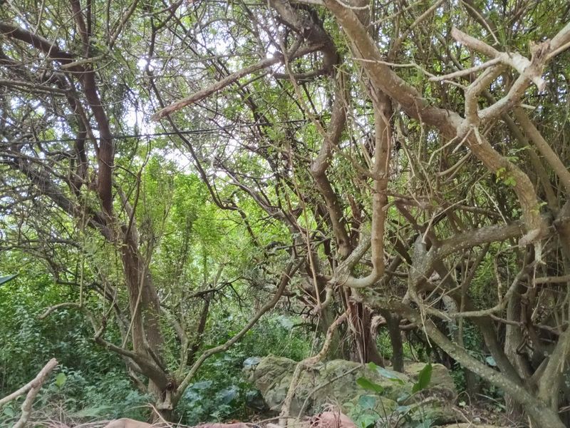 Vacant Stand - 1,473 m2 - Your KZN Coastal Dream Awaits - Photo 4