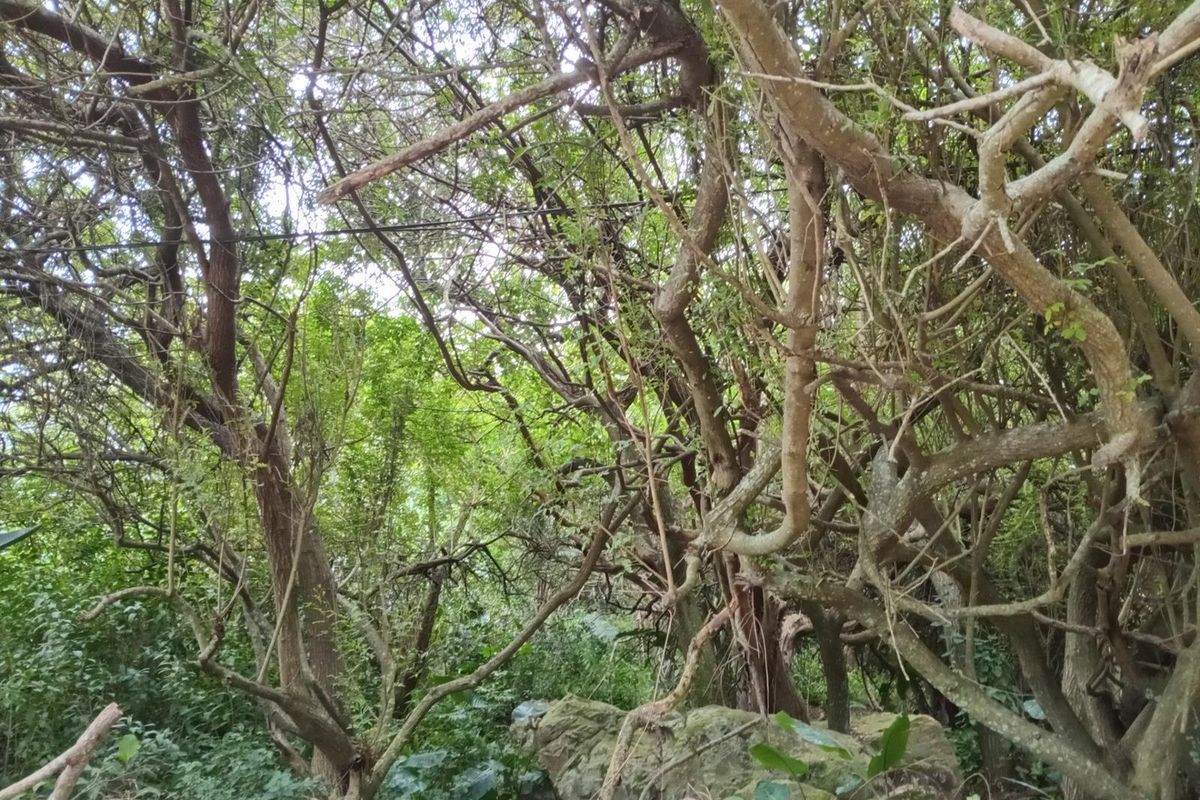 Vacant Stand - 1,473 m2 - Your KZN Coastal Dream Awaits - Photo 4