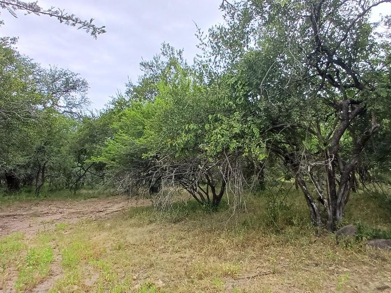 A view of a vacant residential plot featuring established native trees and natural vegetation, offering a private and tranquil setting for future development.