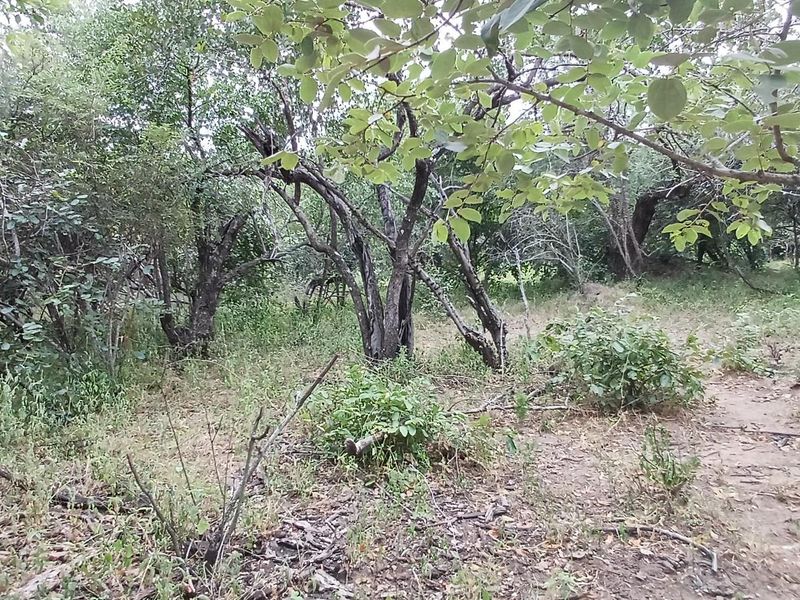 A view of the natural, undeveloped residential land featuring mature trees and native vegetation.