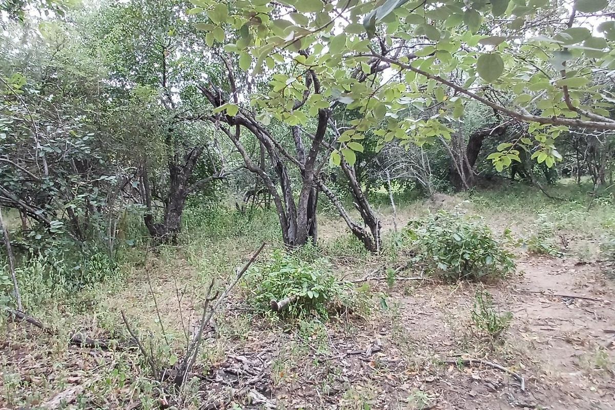 A view of the natural, undeveloped residential land featuring mature trees and native vegetation.