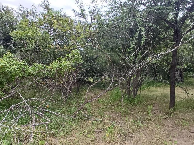 A view of the natural, undeveloped landscape featuring established native trees and wild vegetation on the residential vacant land.