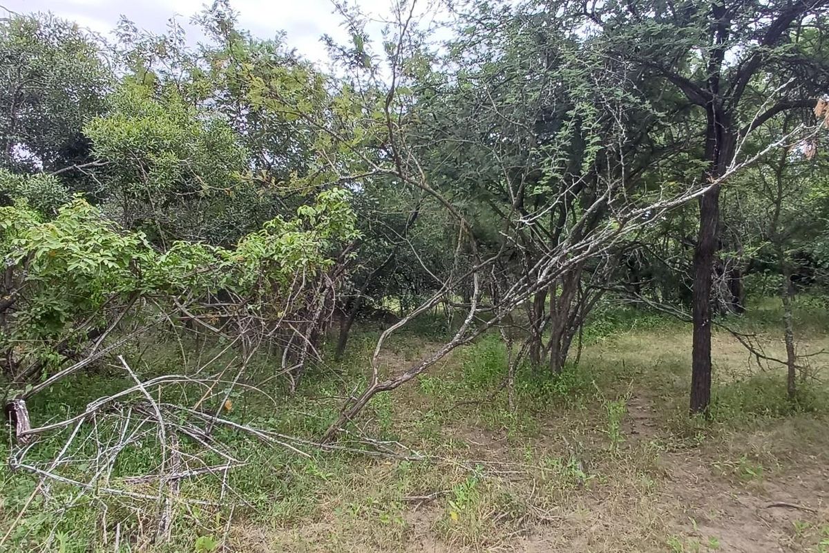A view of the natural, undeveloped landscape featuring established native trees and wild vegetation on the residential vacant land.