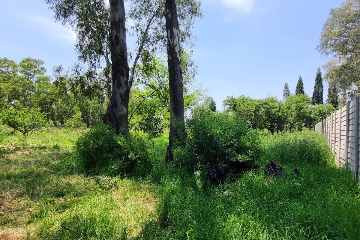 A view of a vacant residential plot featuring mature trees, overgrown grass, and a precast concrete boundary wall.