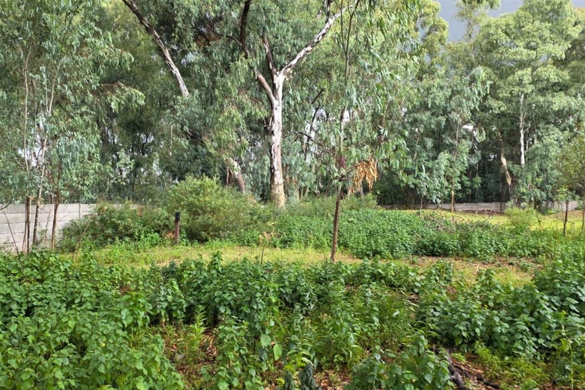 A view of a vacant residential plot featuring established trees and a perimeter boundary wall, offering a natural setting for future development.