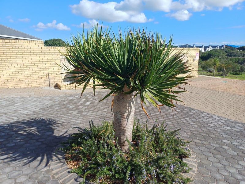 A well-maintained paved driveway area featuring a central landscaped garden bed with a mature dragon tree and surrounding shrubbery.