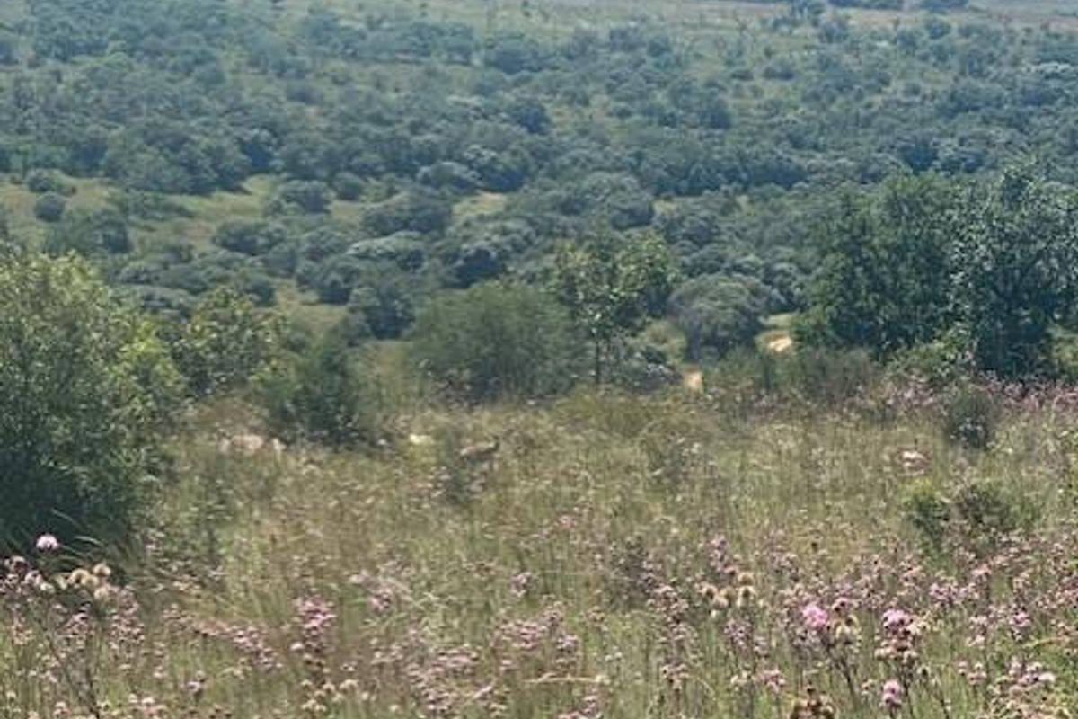 A scenic view of the natural landscape featuring rolling hills, native vegetation, and wildflowers on this vacant residential land.
