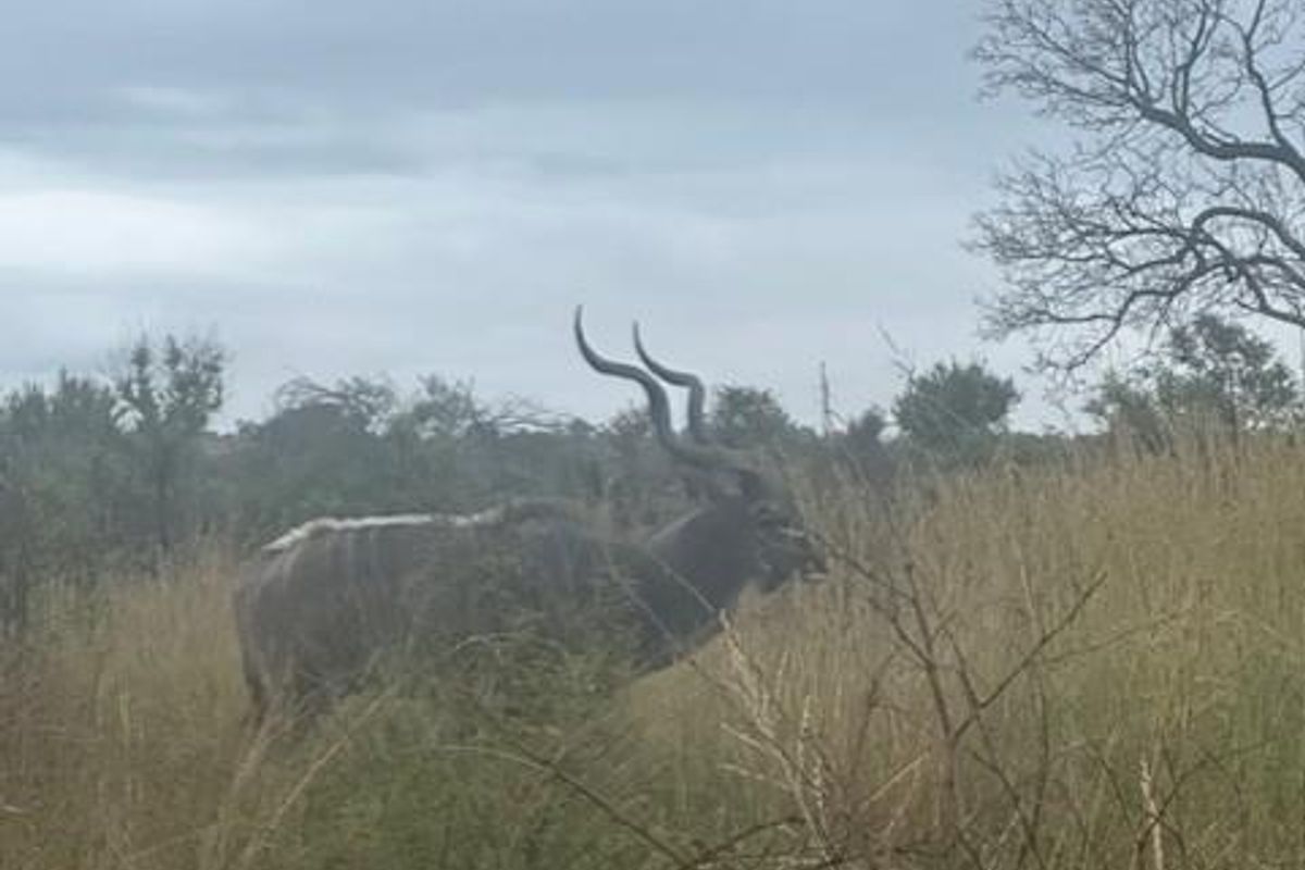 A view of the natural landscape and wildlife on the vacant residential property.