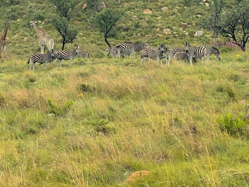 Crocodile River Reserve- Vacant Land near the N14 - Photo 3