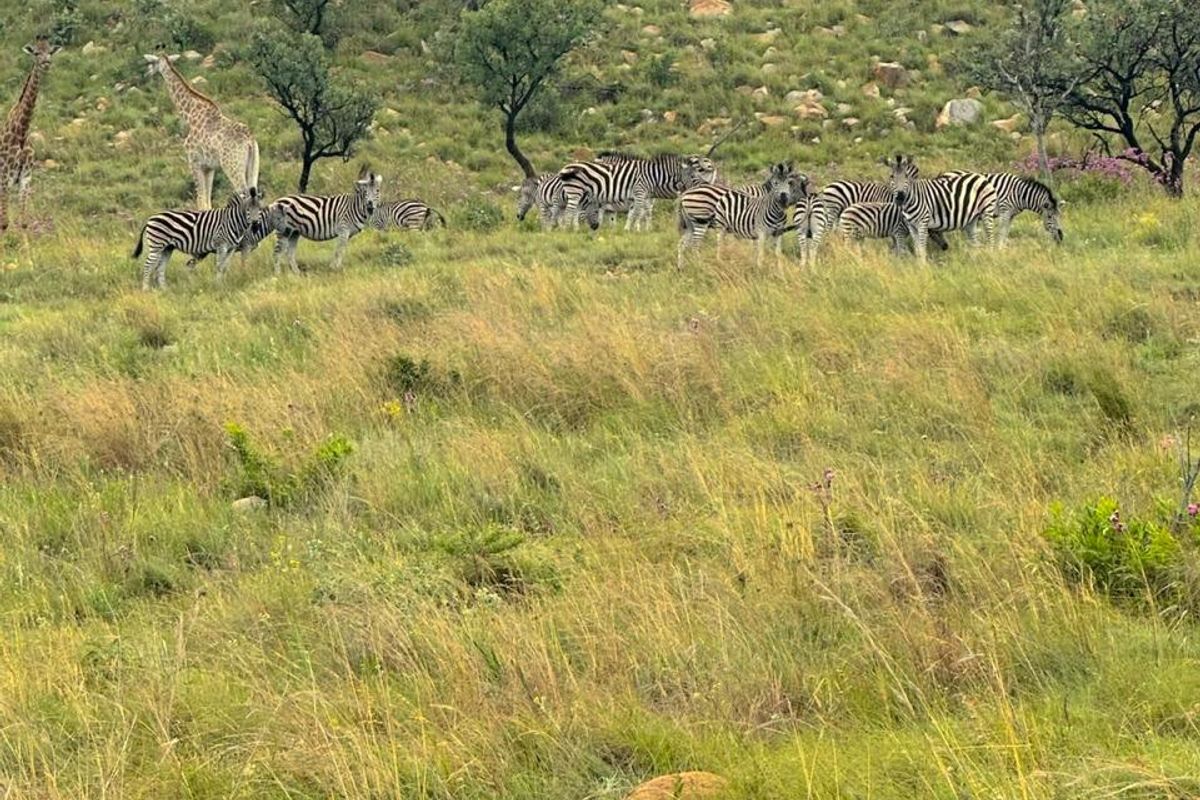 A scenic view of the natural landscape featuring indigenous wildlife, including zebras and a giraffe, set against a rocky hillside.
