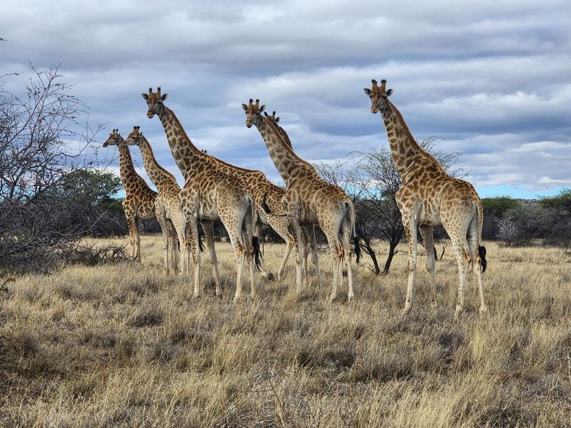 A Rare African Legacy Estate | 2,510 Hectare Luxury Game Farm Near Kimberley - Photo 4