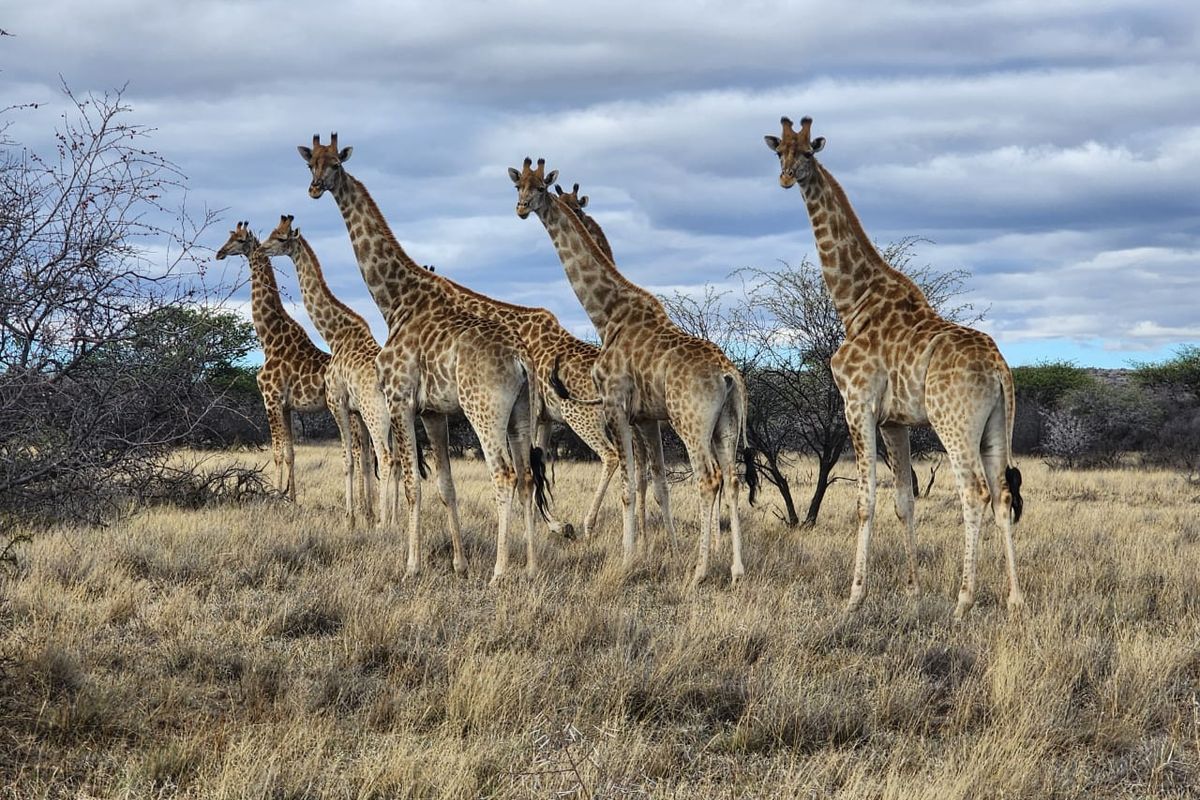 A Rare African Legacy Estate | 2,510 Hectare Luxury Game Farm Near Kimberley - Photo 4