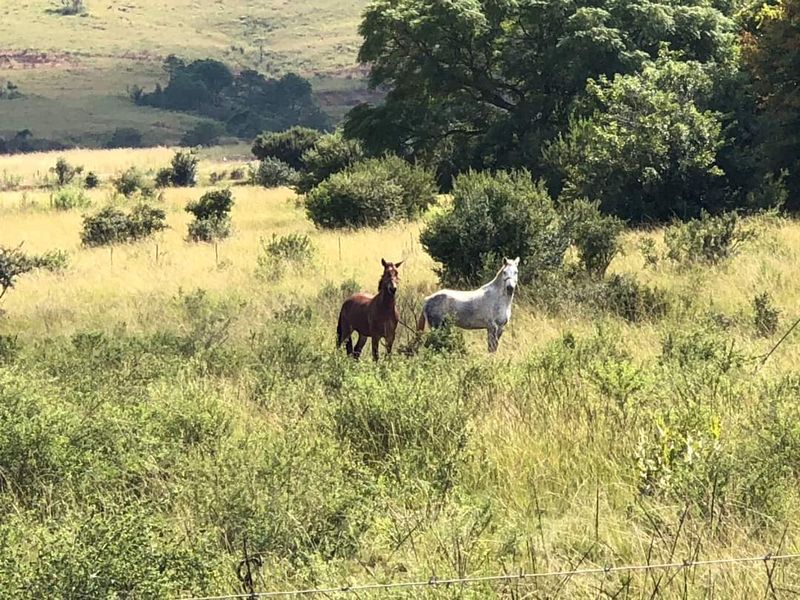 Spectacular 144ha Lifestyle Farm in the Steenkamps Mountains near Lydenburg - Photo 9
