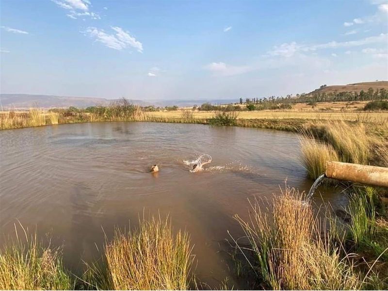Spectacular 144ha Lifestyle Farm in the Steenkamps Mountains near Lydenburg - Photo 8