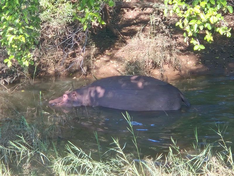 Vacant Land For Sale in Elephant Rock Eco Estate, Hoedspruit - Photo 3